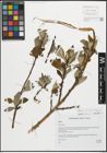 Foto von Salix pseudomedemii E. L. Wolf